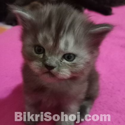 Male cat sell